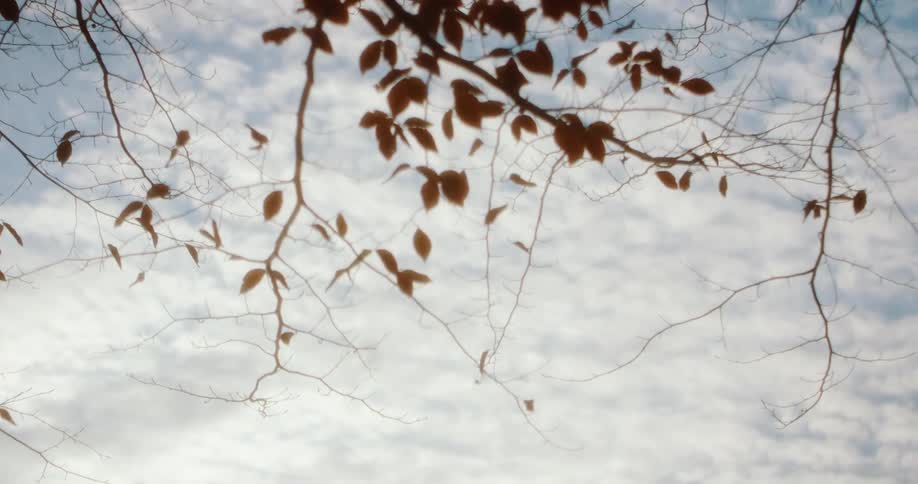 Yellowing leaves on the branches of a tree under a cloudy blue daytime sky