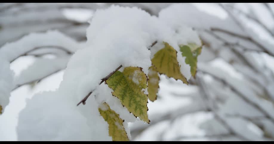 Snow weighing down a leaf covered branch on a tree