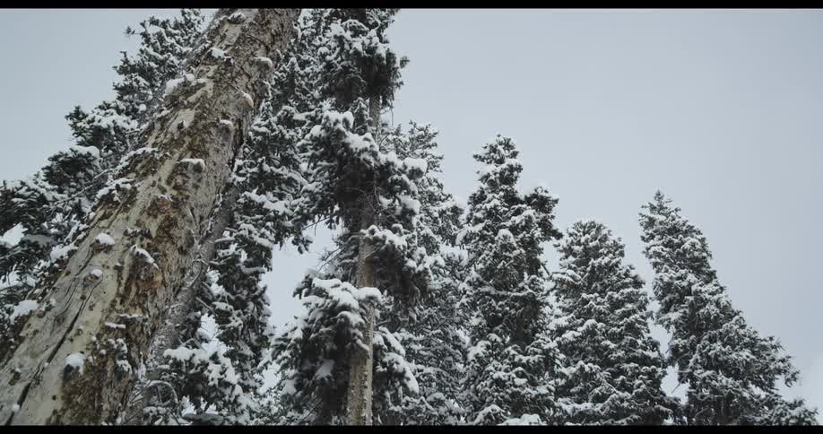 Snow is covering the forest