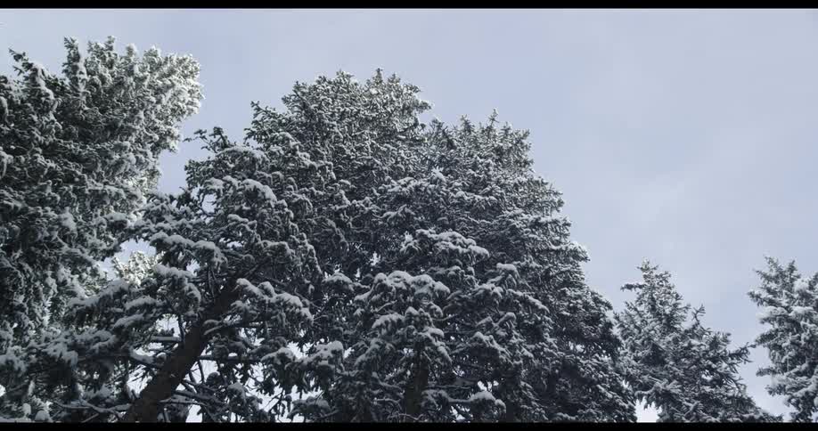 Evergreen trees with snow on them