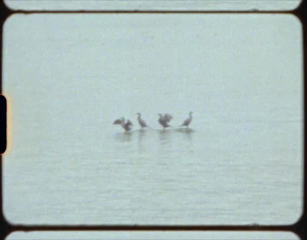 Sea birds flapping wings over a log floating on the ocean