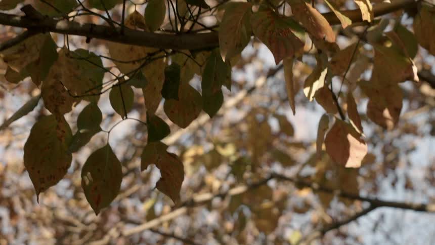 An orange leaved tree during the day