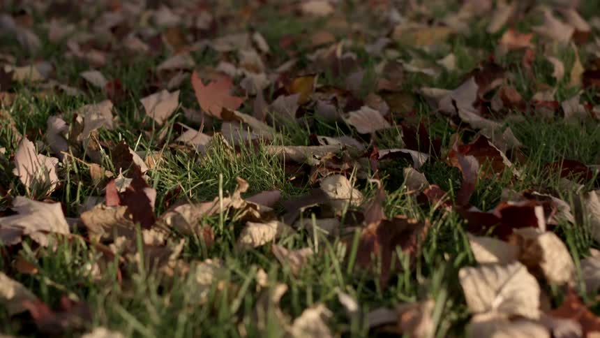 Green grass covered with fallen leaves