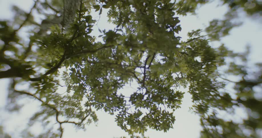 Trees and tree branches reaching out and covering the sky at daytime
