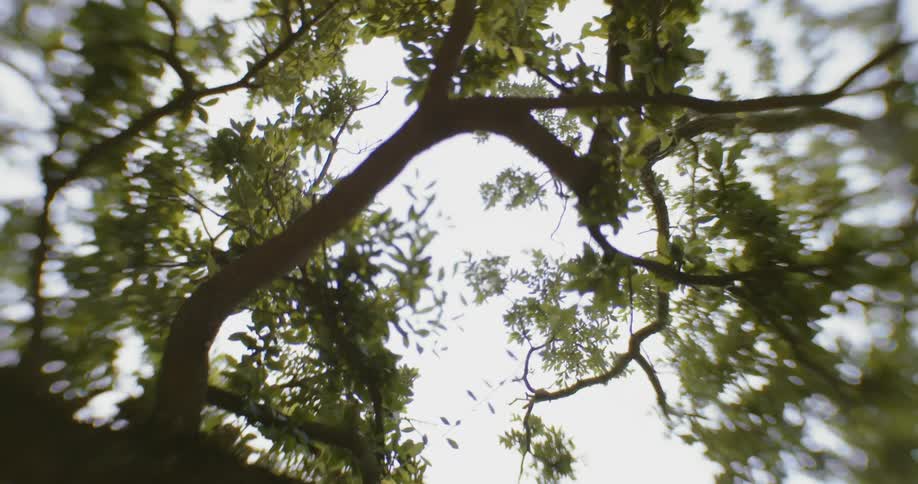Out of focus blurry footage of the sparse canopy of a tree in south georgia