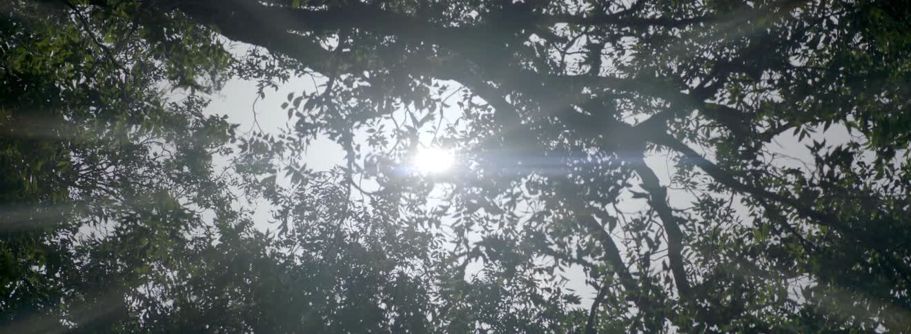 Sun shining through tree branches and leaves