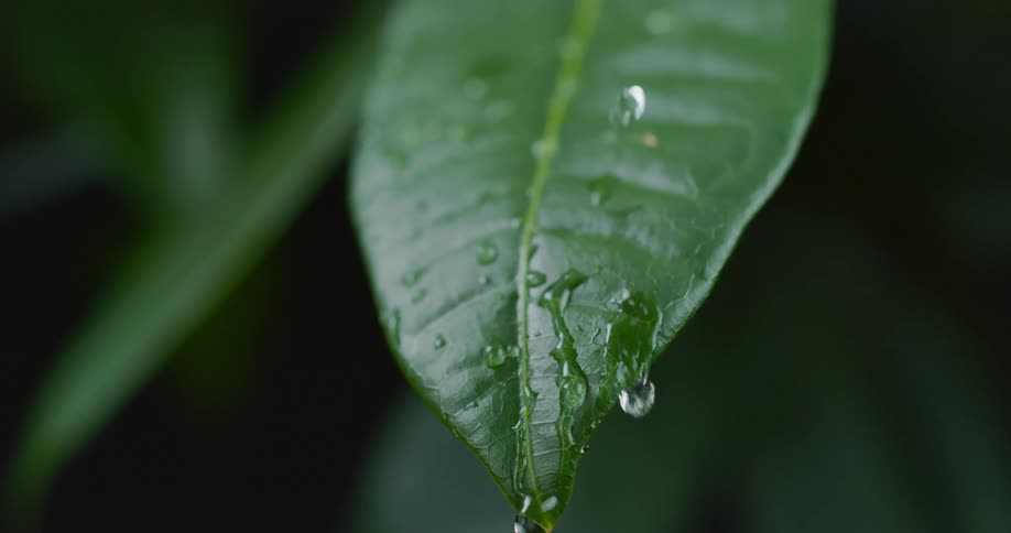 A close up of water falling down a leaf