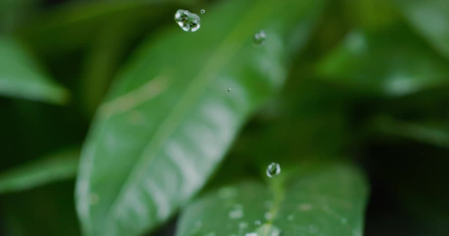 Many droplets of water roll off of a green plant leaf and fall onto a leaf below