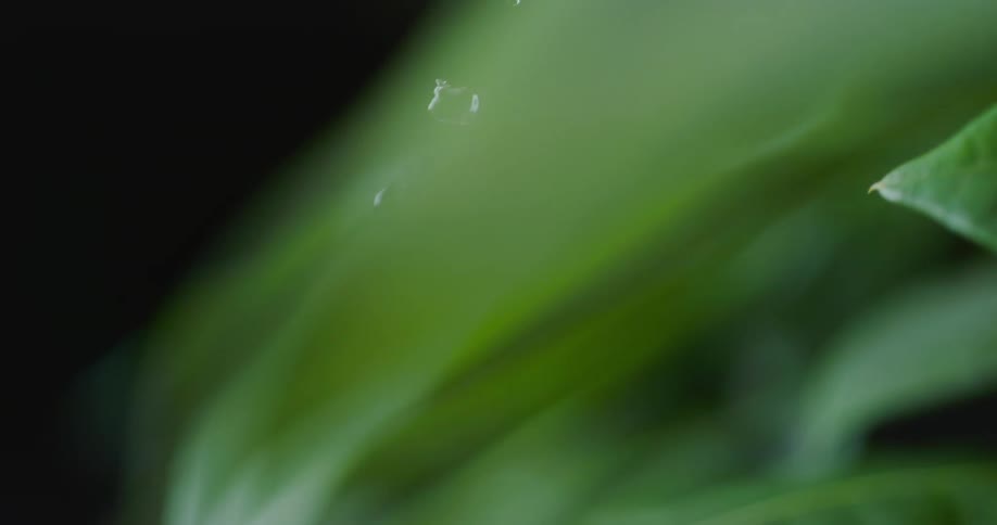 Water is poured on a plant and drips slowly down a leaf