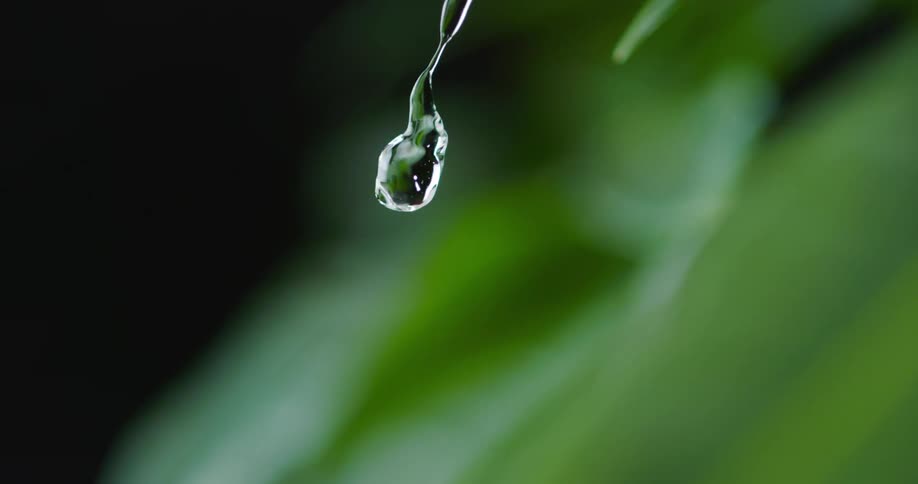 Water drops fall onto leaf gathering into larger drop that falls onto another leaf