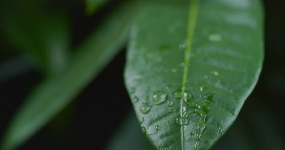 Many small droplets of water roll off of a green plant leaf and fall onto another leaf below