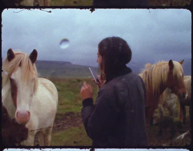 A woman touches and takes a picture of a horse outdoors on a field with other horses on a rainy day