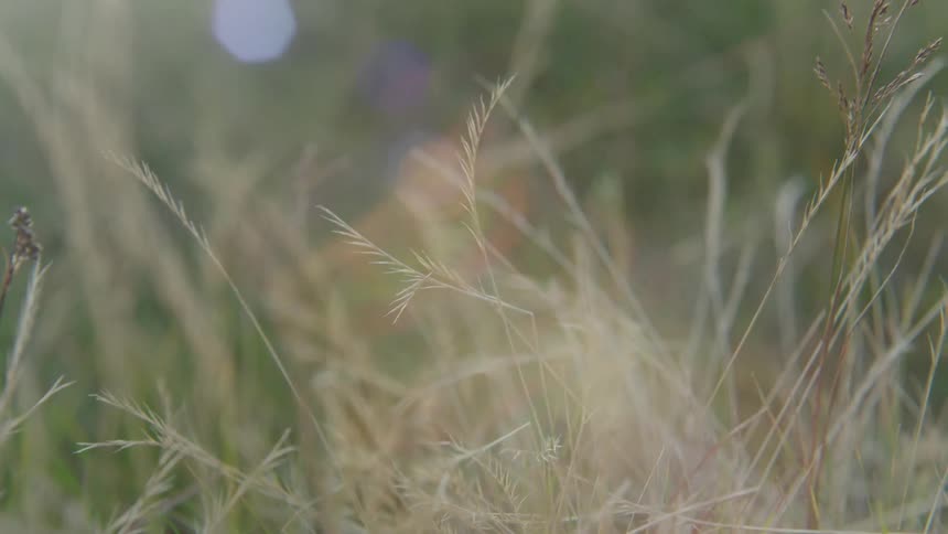 Grass blowing in the wind