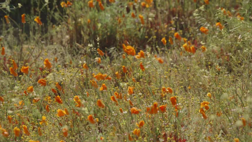 Orange flowers and tall stalks of grass sway in the wind in a field during the day