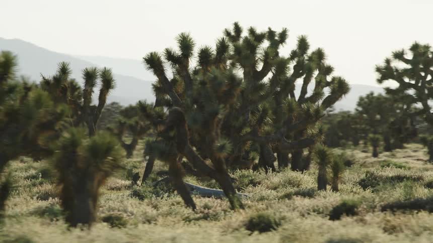 Cactuses on a grass field