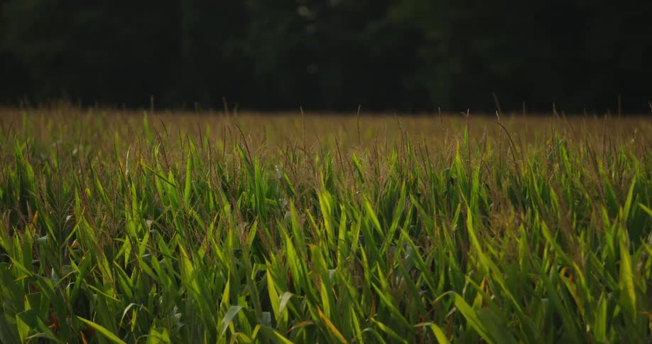 Close up of a grassy field during a sunny day