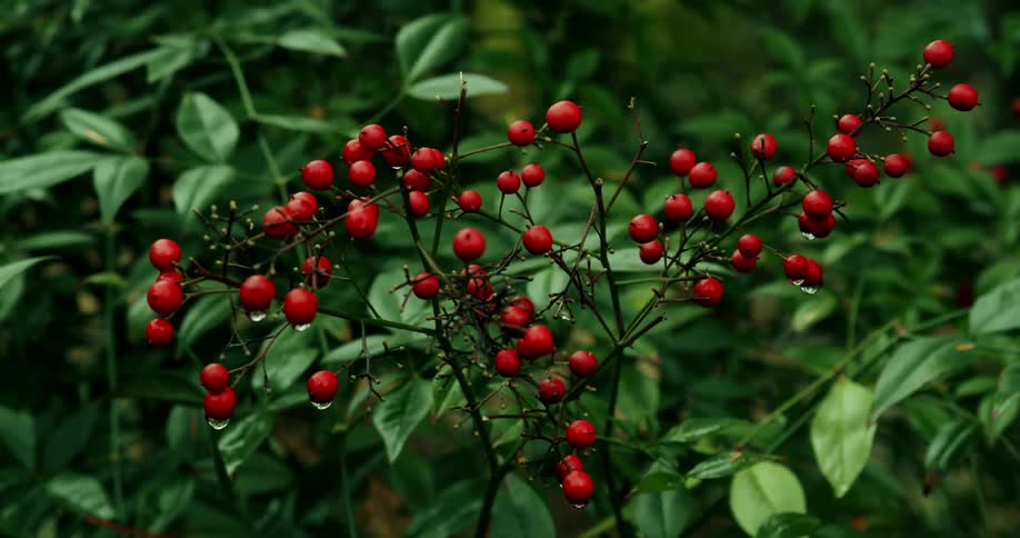 A close up of a group of fruit on a plant