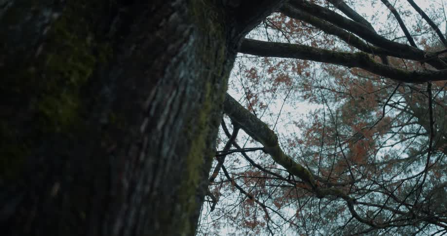 A bird flying above leaves on a large tree