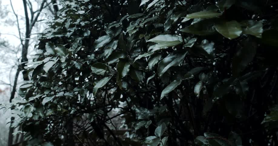 Green leaves of a tall shrub in the woods at day time