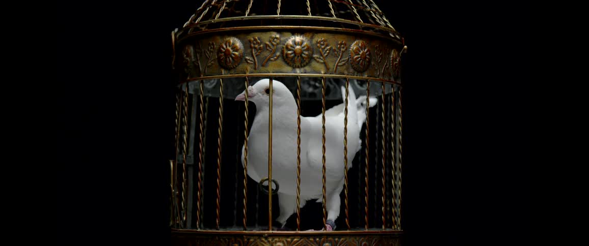A bird is in a cage on display