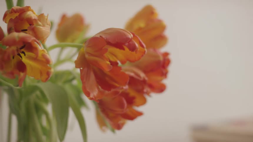 Slider shot of flowers decorated in home