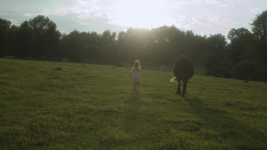 Young girl running along a black cow in a field at sunset