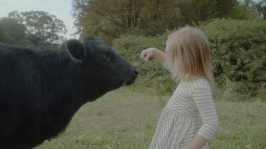 A girl feeds a cow some grass