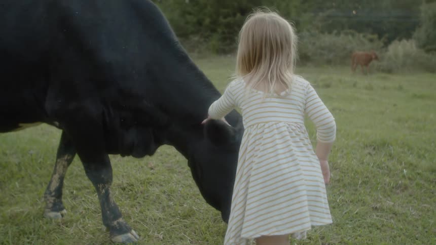 A young girl tries to pet a cow in grassy field