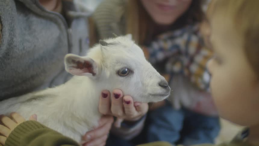 A woman holds her baby as smiles as her husband holds a baby goat for their other son to pet