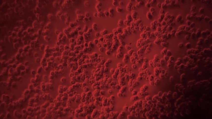 Close up of blood cells