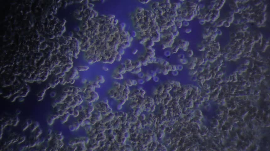 Blood cells move in small sections under a microscope