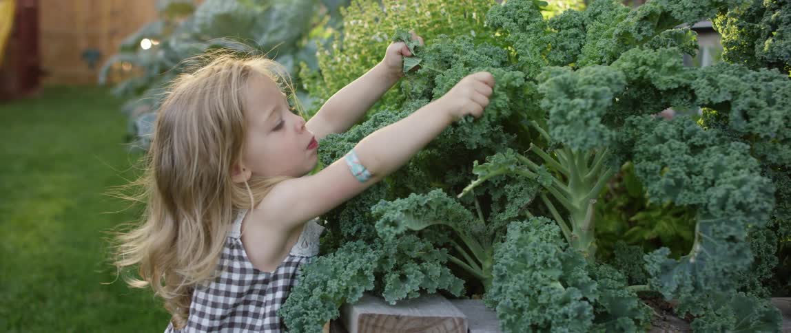 A little girl picks kale in her back yard