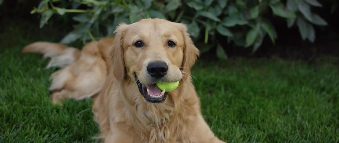 A golden retriever lies on grass with a tennis ball on his mouth
