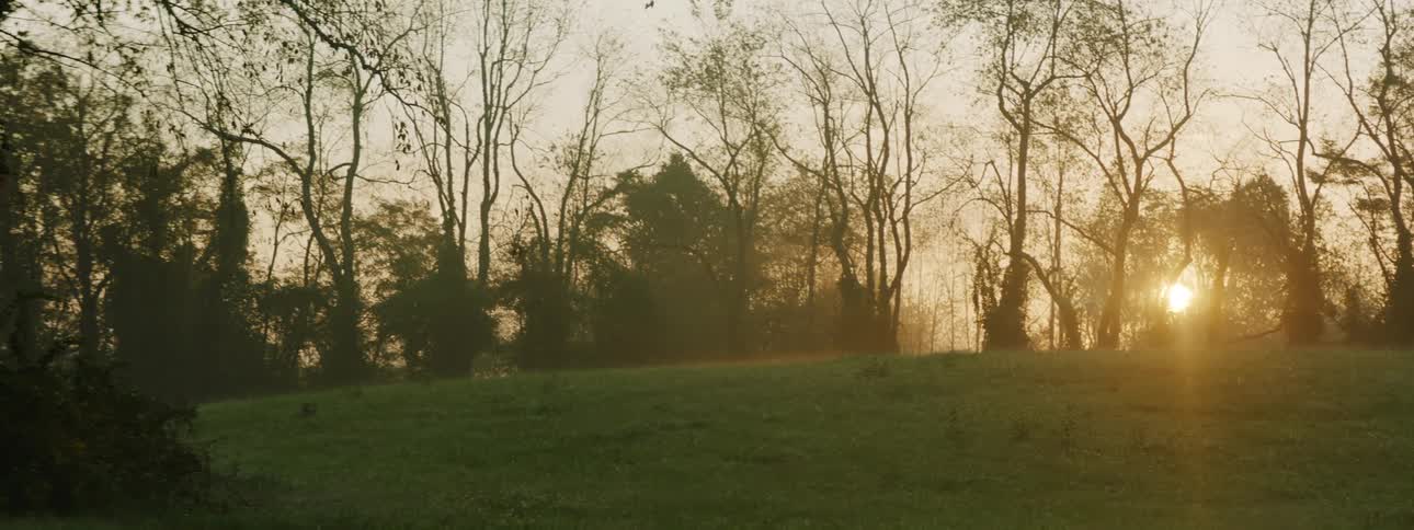 Sunset light filtering through the branches of the trees over the green grass on the hill