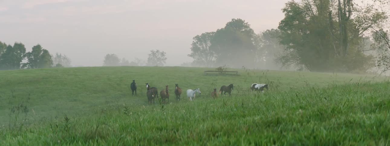 Wild horses roam in a pasture on a foggy day