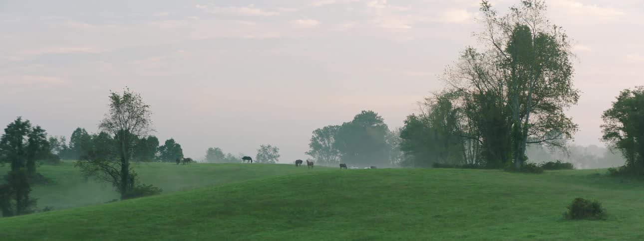 Horses in the distance