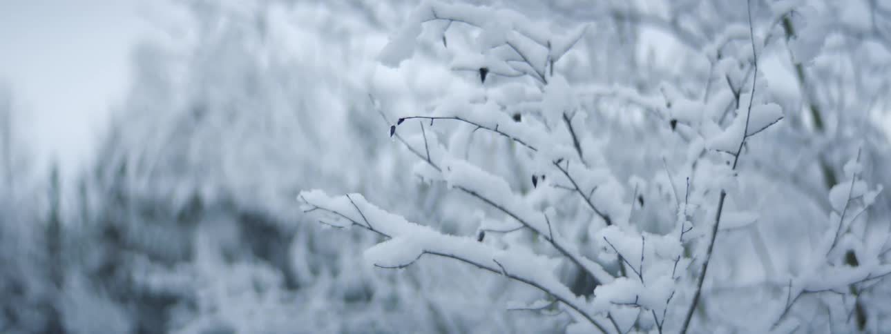 Snow covered tree branch and trees on a winter day