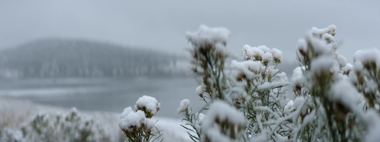 Shrubs covered in snow next to a lake with the sky and clouds in the background
