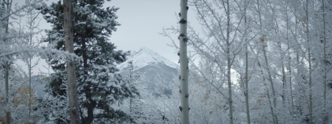 The forest before the mountain is covered in snow