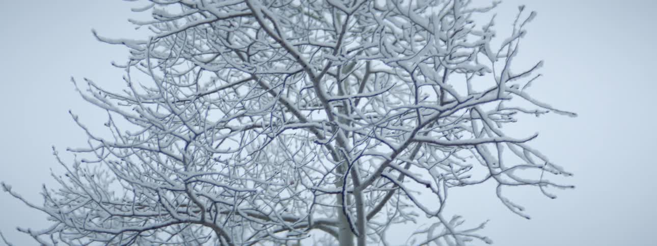 Snow covered trees on a winter day