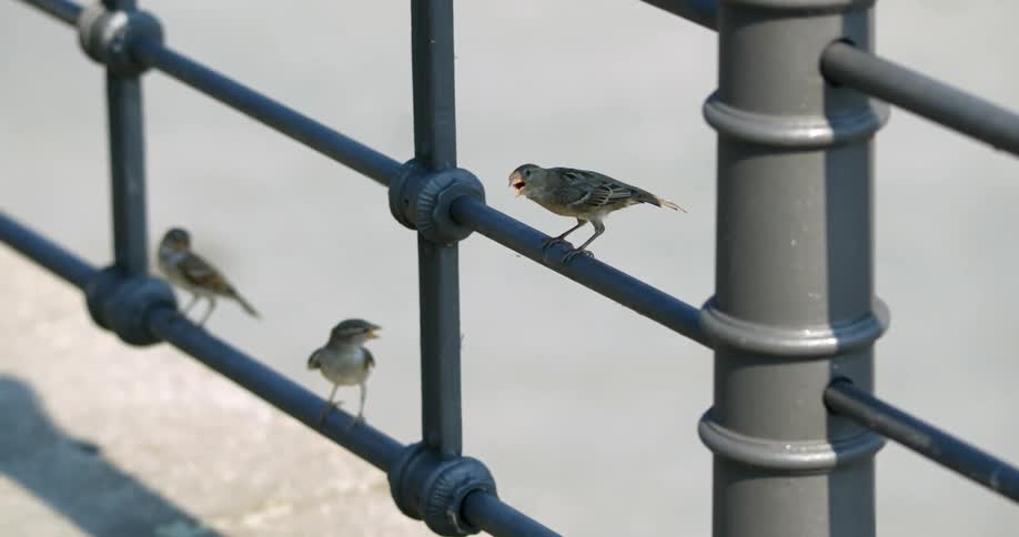 Little birds jump on the hand rail