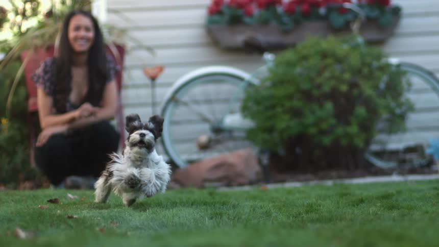 A woman smiles as her small dog excitedly races across a grass covered lawn
