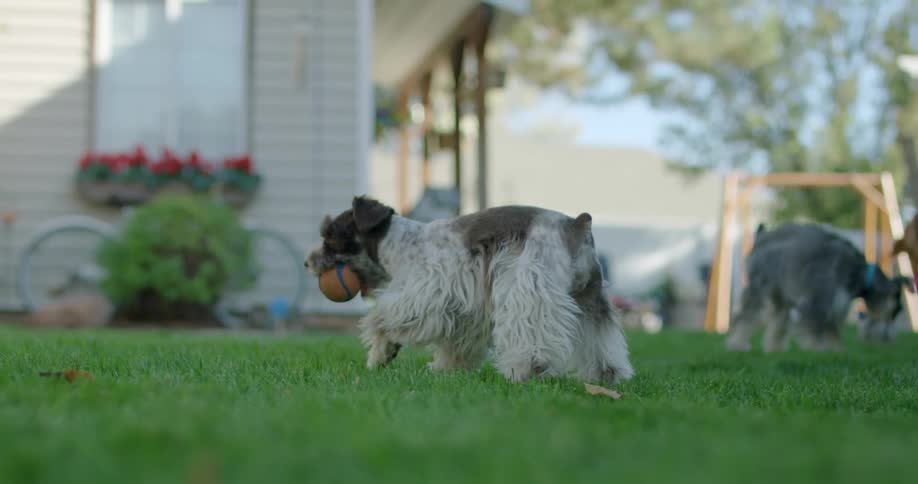 A close up of a dog grabbing a ball