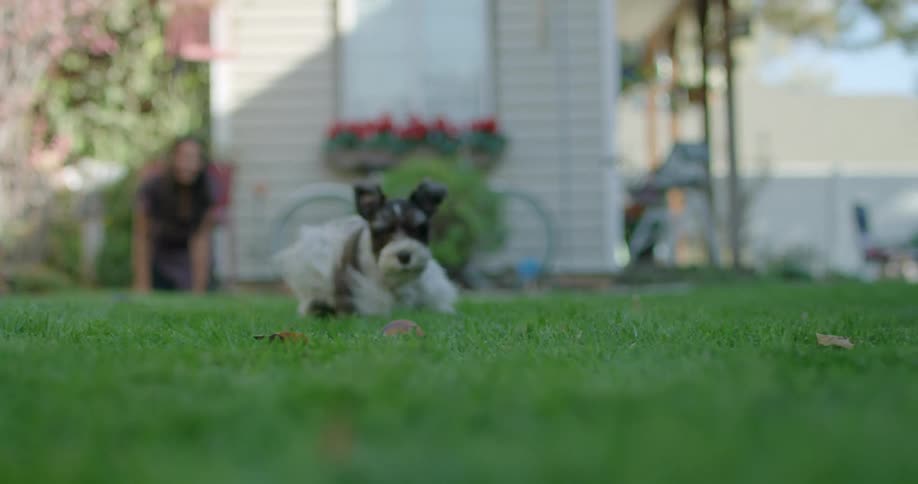A woman kneels in the grass at home and watches as her dog chases a ball