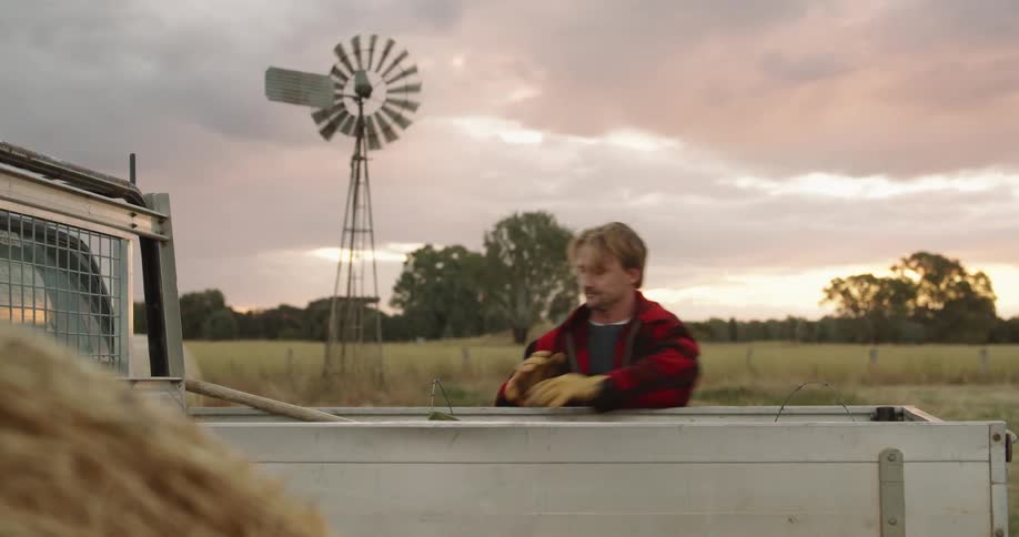 Man loads back of white truck near field under pink tinted cloudy sky