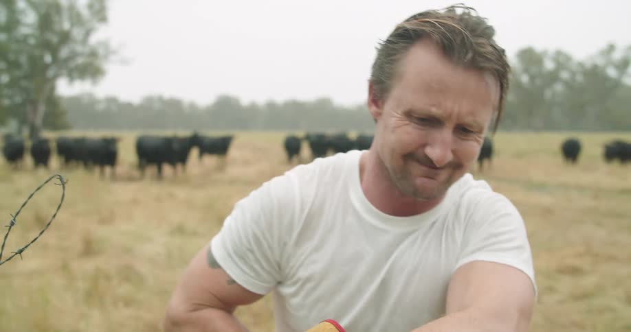 A man tightens the chain of a fence while a herd of cattle sand behind him