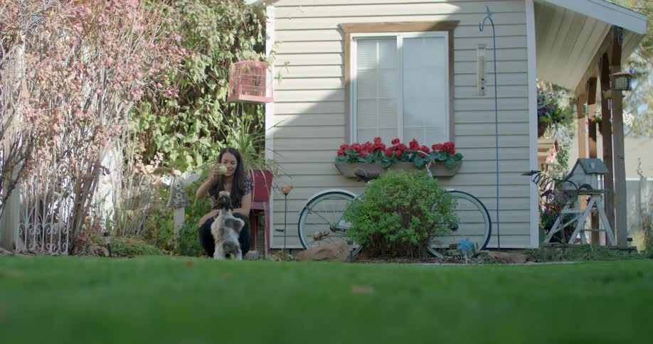 A woman tosses a tennis ball across her yard for her small dog to chase