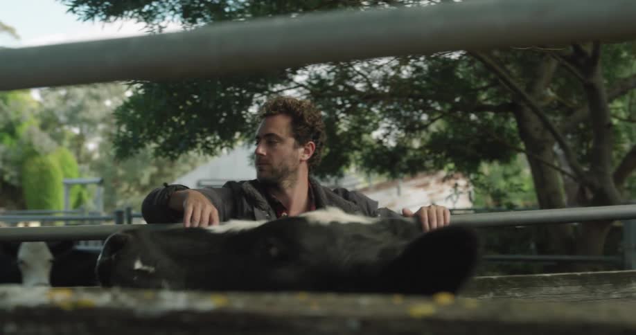 A man on a farm looks in to a pen and watches a cow