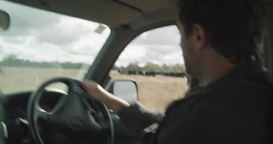 Farmers drives a car on a field herding cows at day
