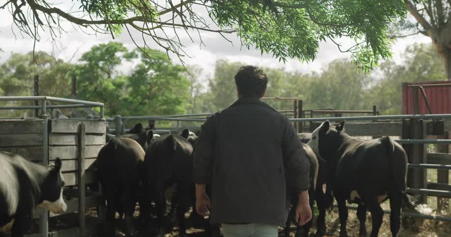 Farmer herding black cows into a corral in a farm at day time